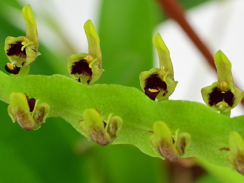 Bulbophyllum kewense
