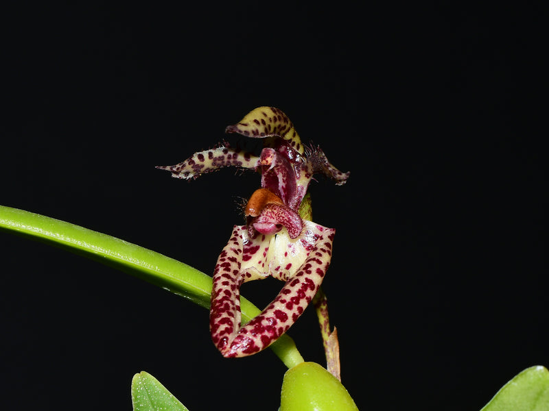 Bulbophyllum lasiochilum (10 cm Ampeltopf)