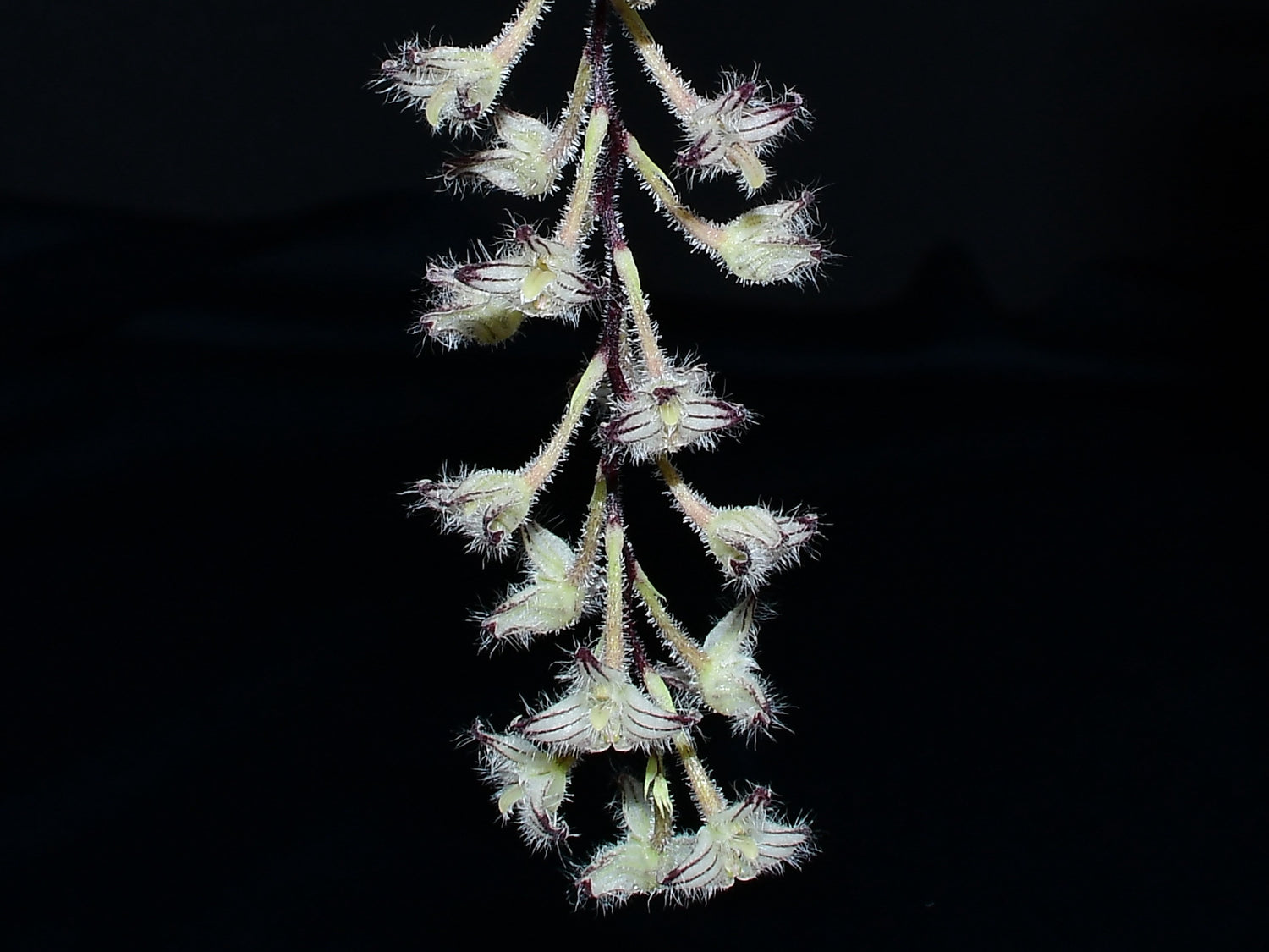 Bulbophyllum lindleyanum