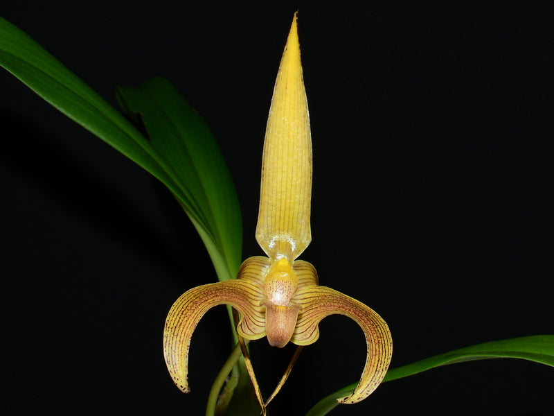 Bulbophyllum lobbii