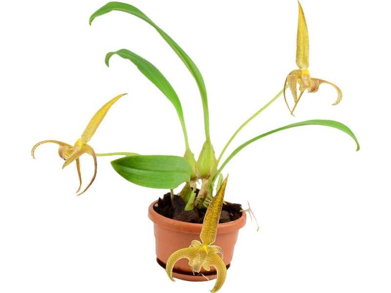 Bulbophyllum lobbii