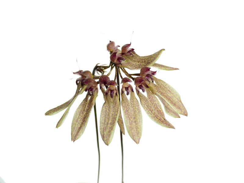 Bulbophyllum longiflorum