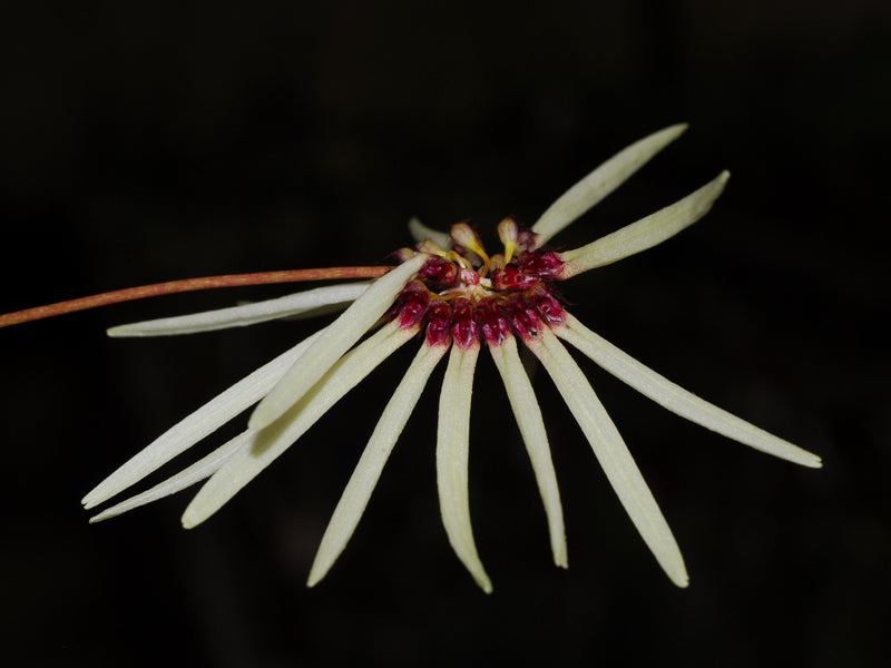 Cirrhopetalum makoyanum