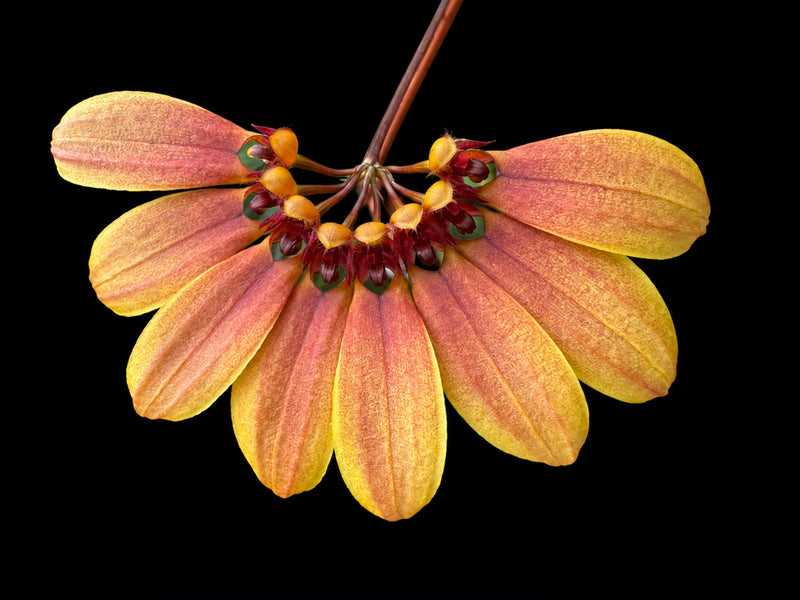 Bulbophyllum mastersianum