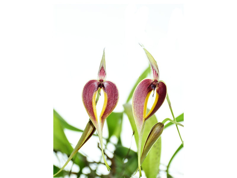 Bulbophyllum maxillare