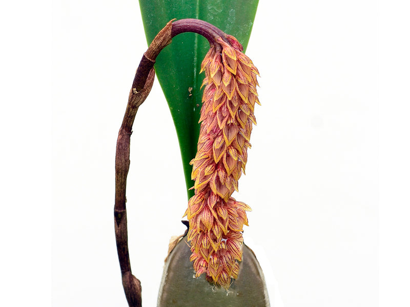 Bulbophyllum morphologorum (Syn. dixonii) (5 cm Topf)