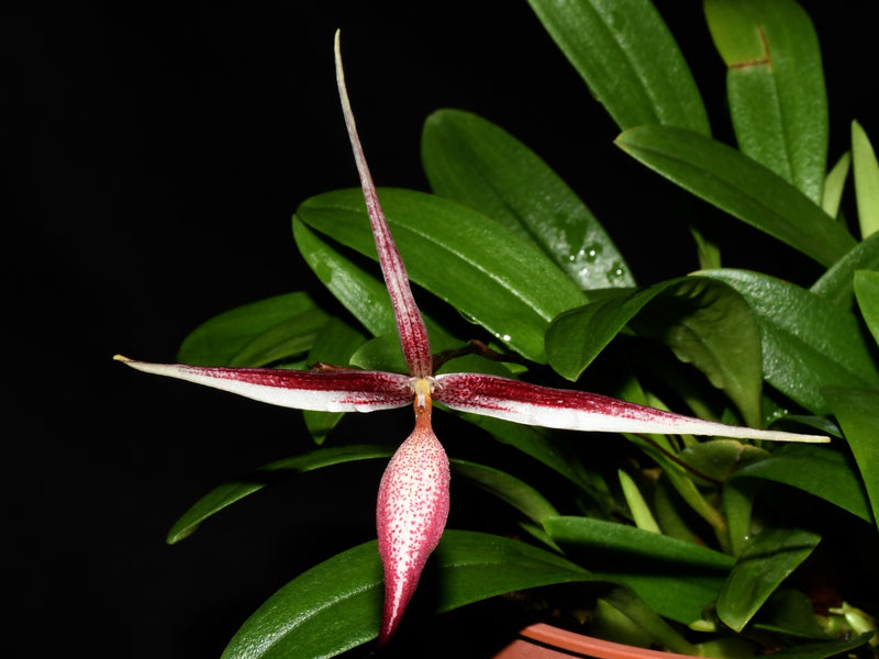 Bulbophyllum nitidum