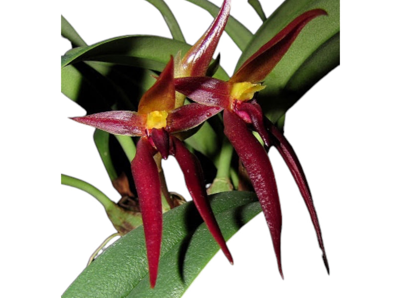 Bulbophyllum nymphopolitanum (5 cm Topf)