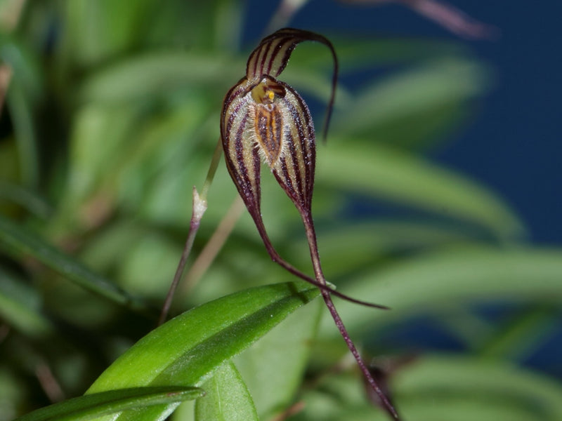 Bulbophyllum odontopetalum