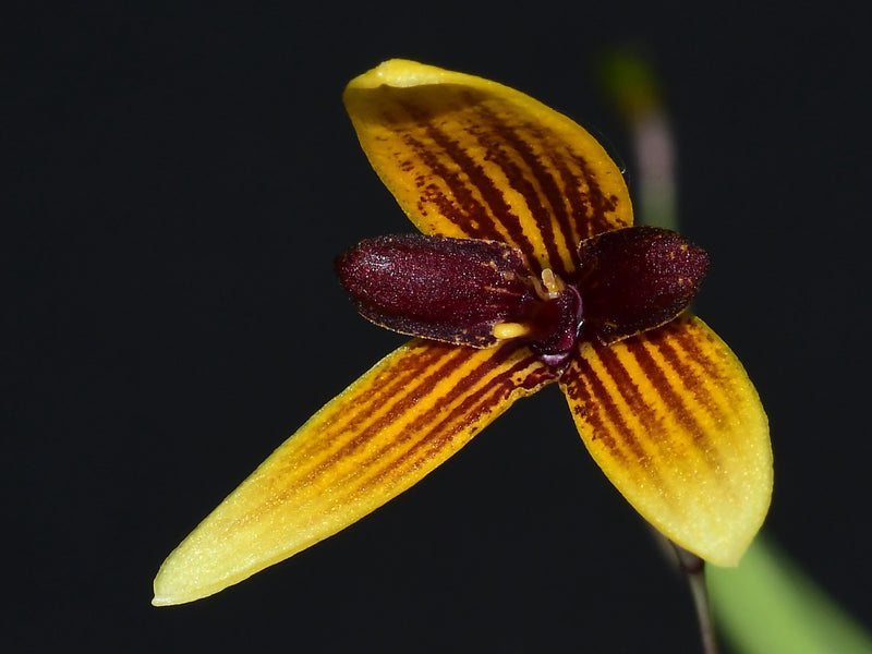 Bulbophyllum pardalotum