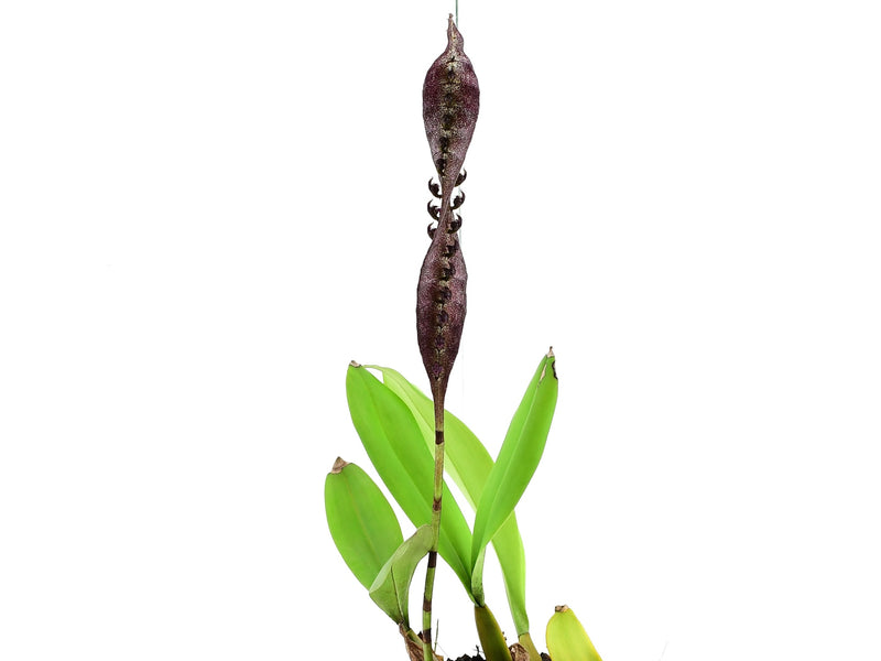 Bulbophyllum purpureorhachis