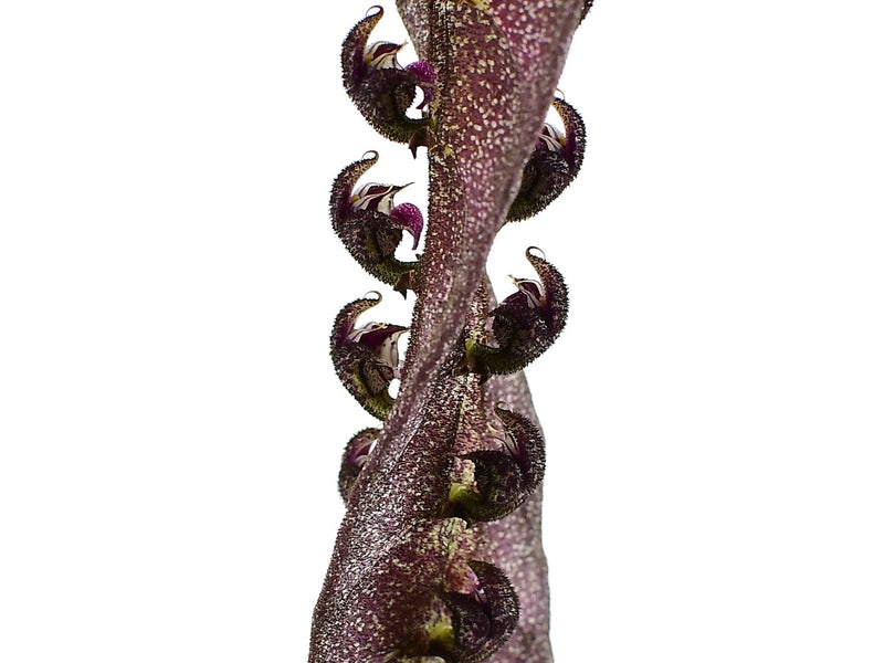 Bulbophyllum purpureorhachis