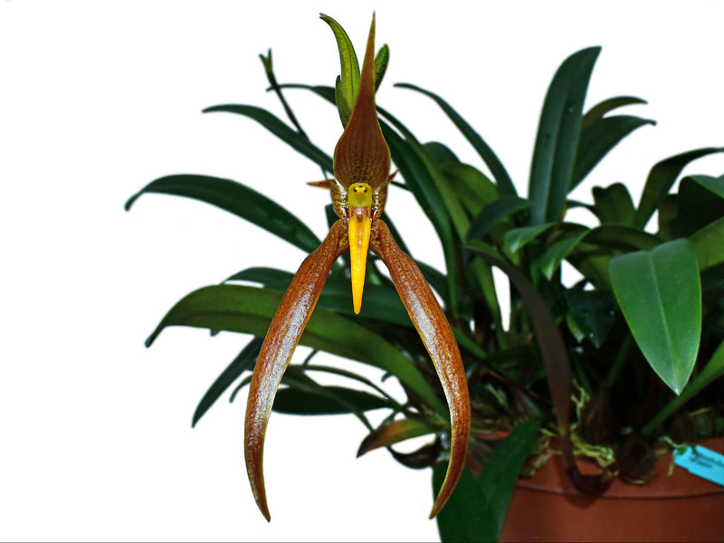 Bulbophyllum recurvilabre