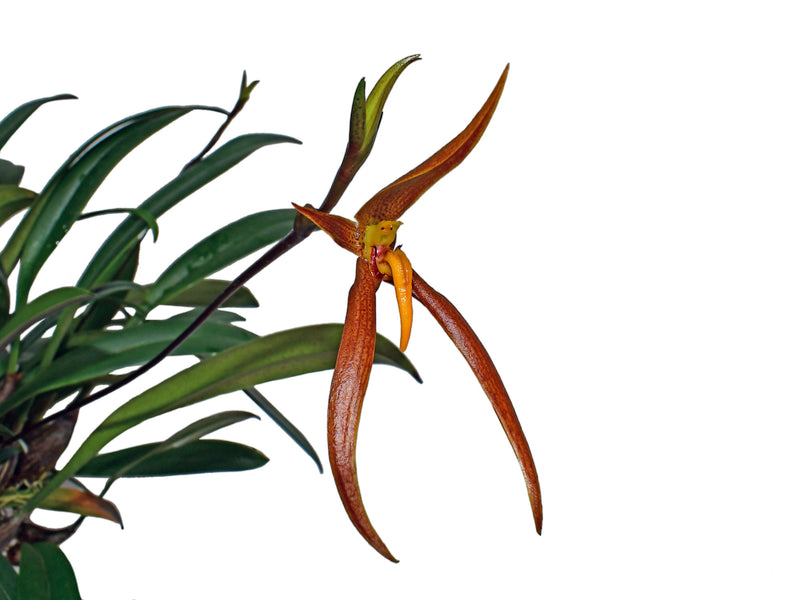 Bulbophyllum recurvilabre