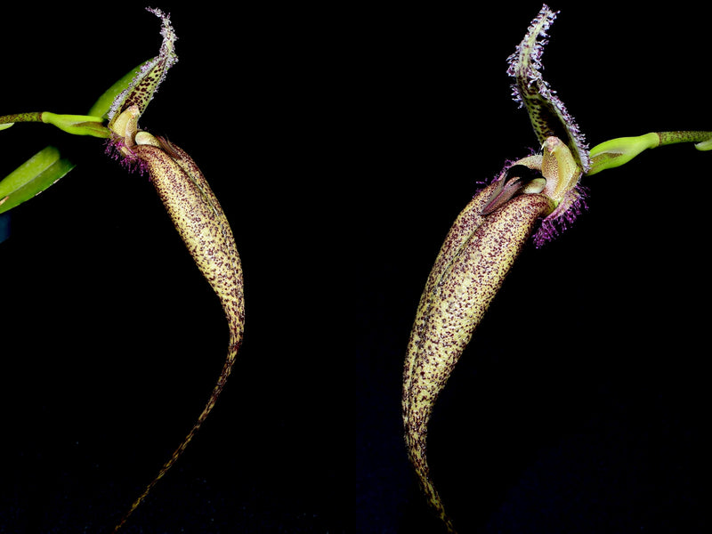 Bulbophyllum romyi