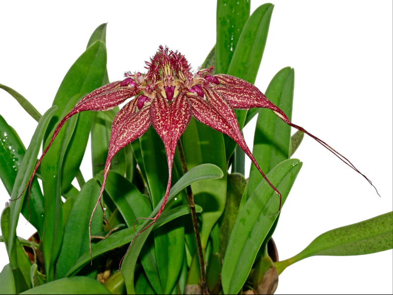 Bulbophyllum rothschildianum (5 cm Topf)