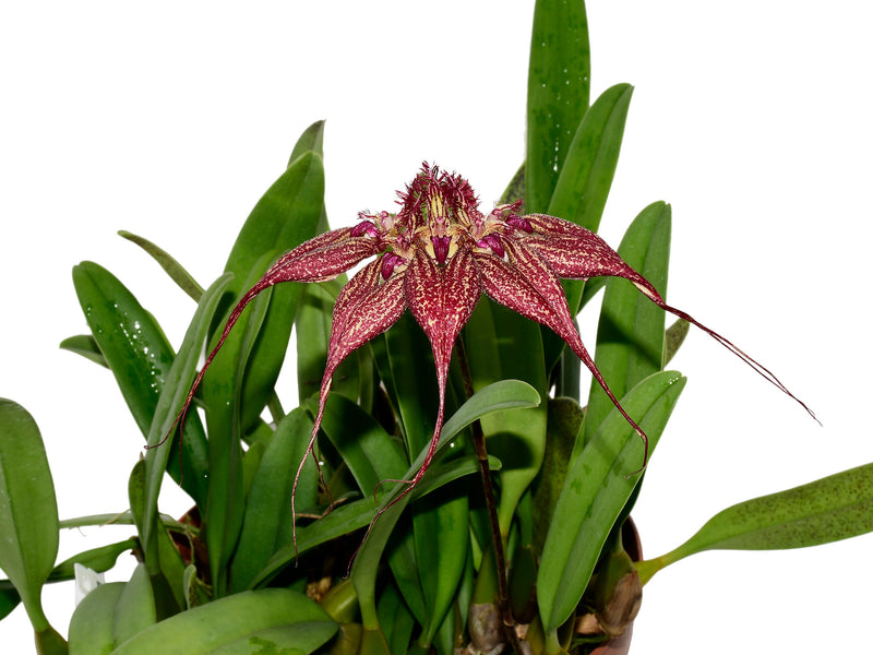 Bulbophyllum rothschildianum