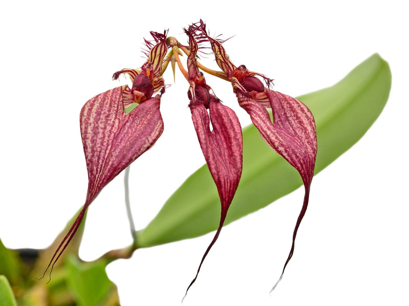 Bulbophyllum rothschildianum