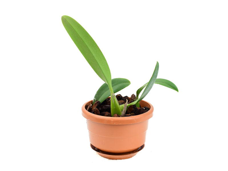 Bulbophyllum rufinum