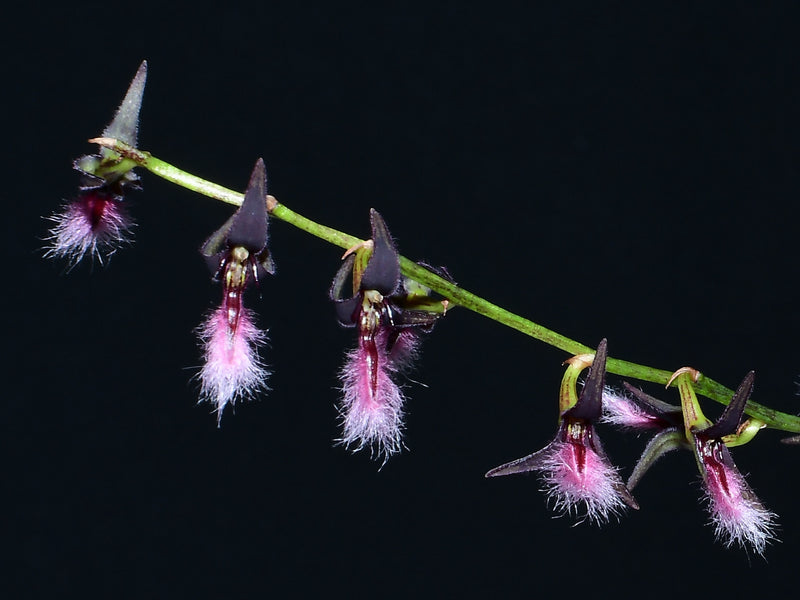 Bulbophyllum saltatorium var. albociliatum