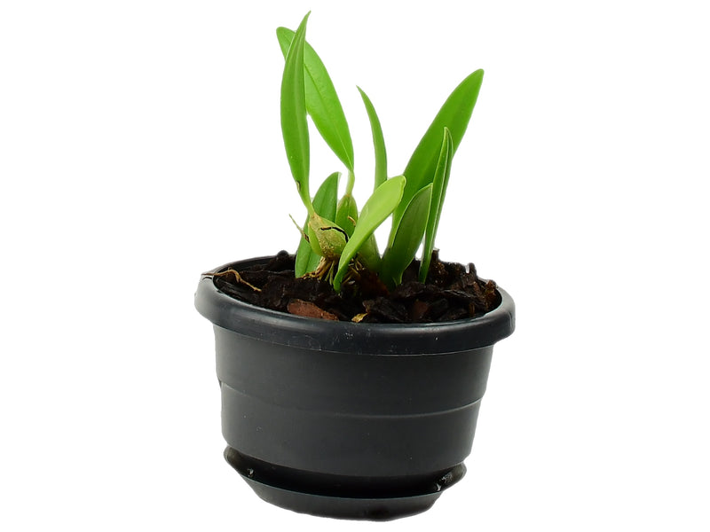 Bulbophyllum saltatorium var. albociliatum