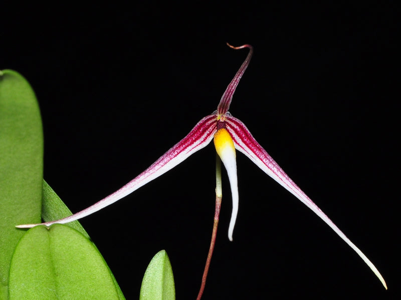 Bulbophyllum speciosum