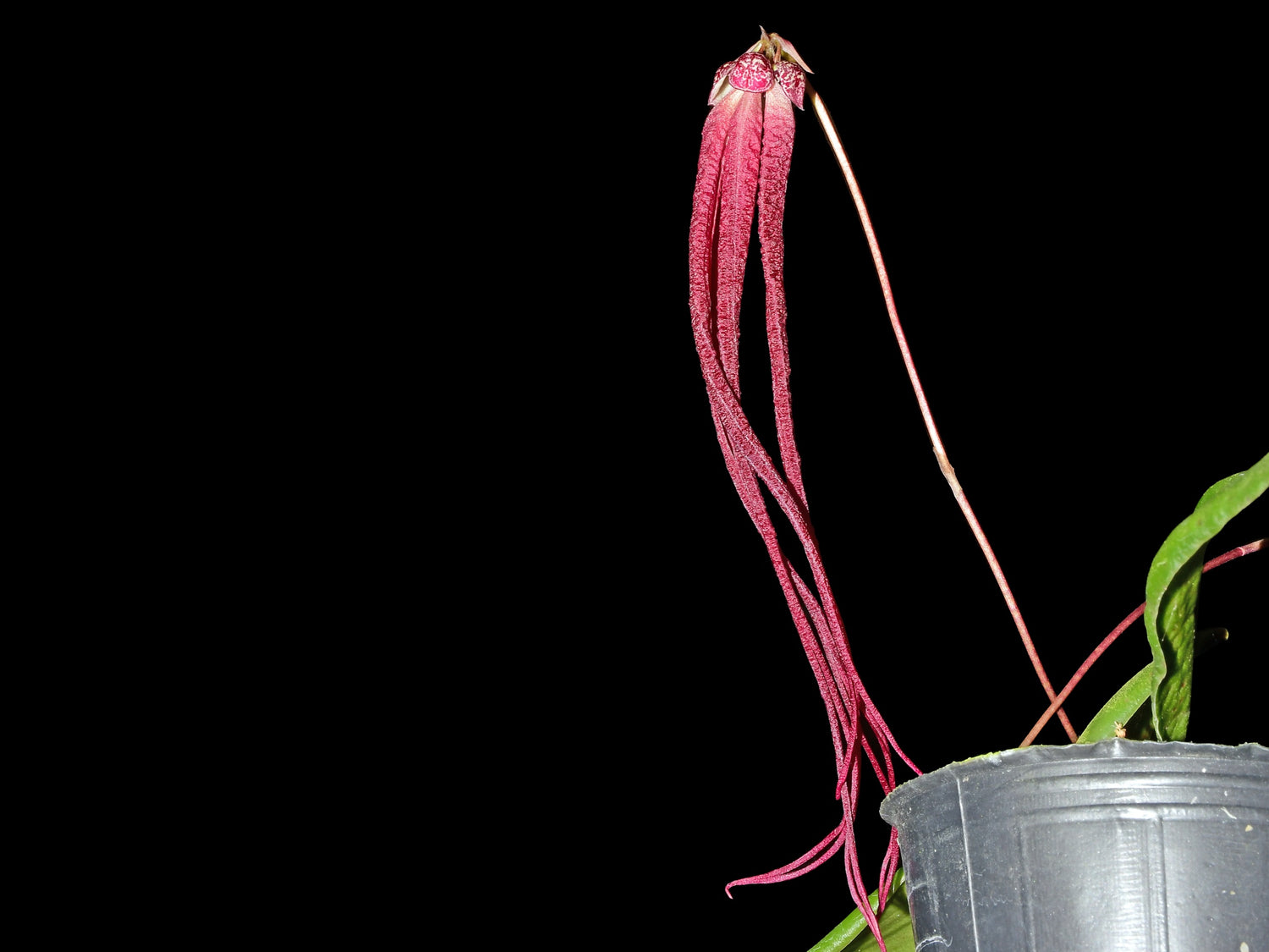 Bulbophyllum treschii