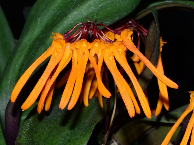 Bulbophyllum trongquyetii