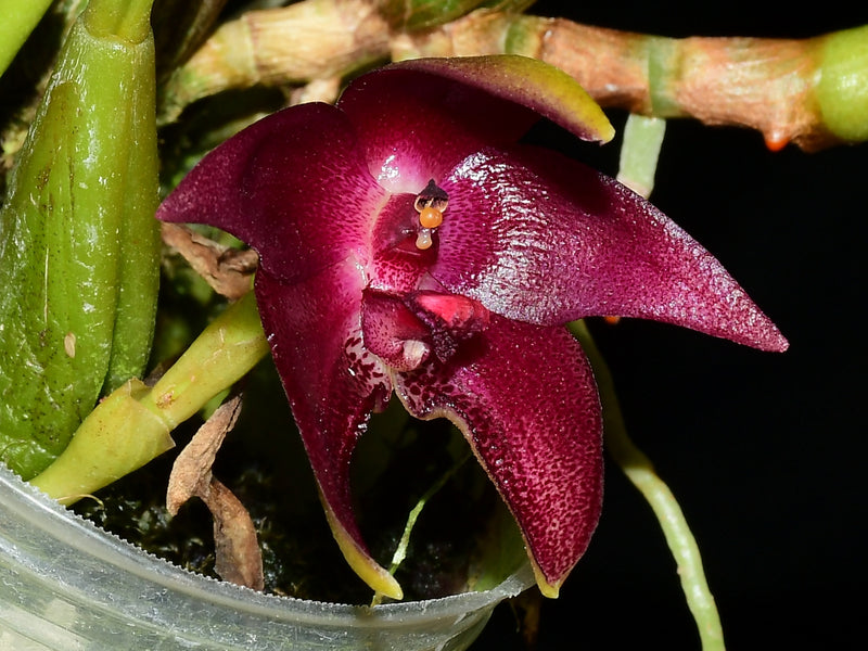 Bulbophyllum elevatopunctatum