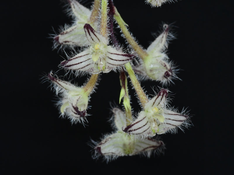 Bulbophyllum lindleyanum