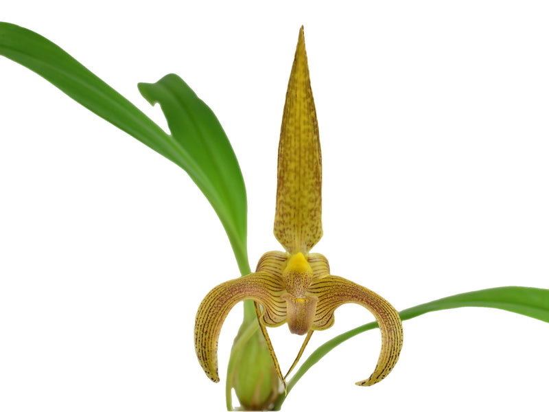 Bulbophyllum lobbii