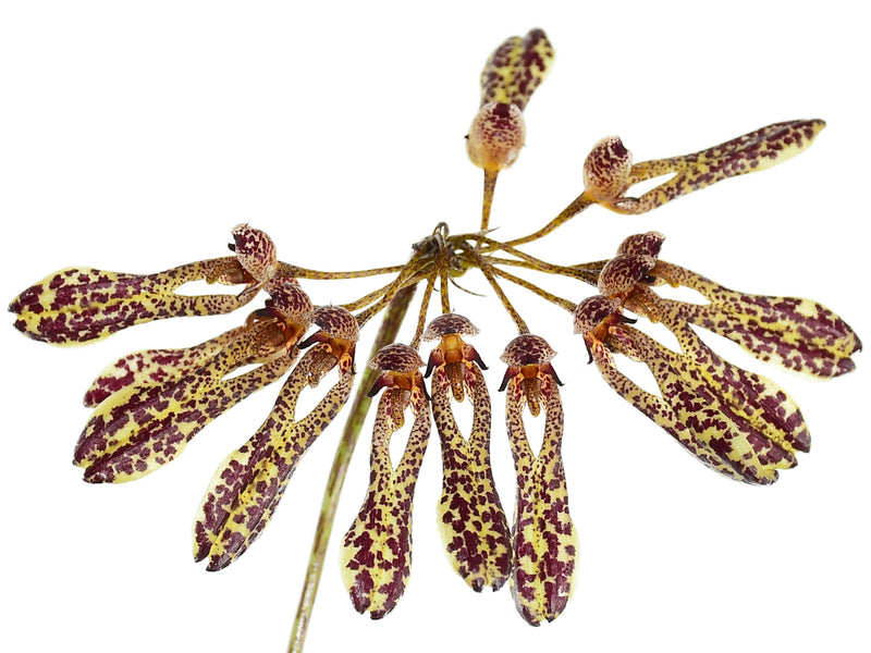 Bulbophyllum longiflorum (Pink spotted)