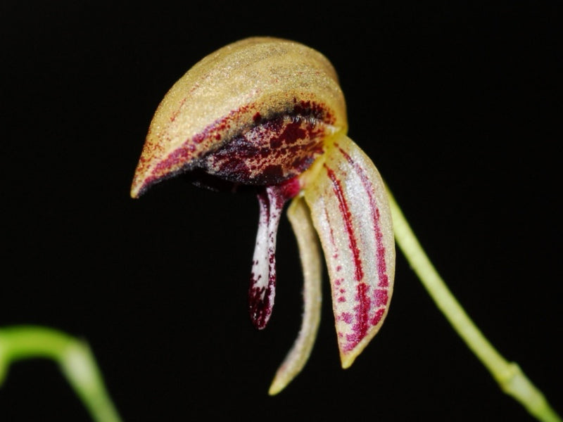Bulbophyllum maquilingense