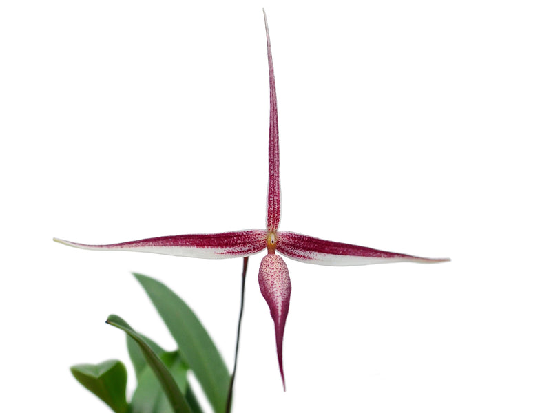 Bulbophyllum nitidum