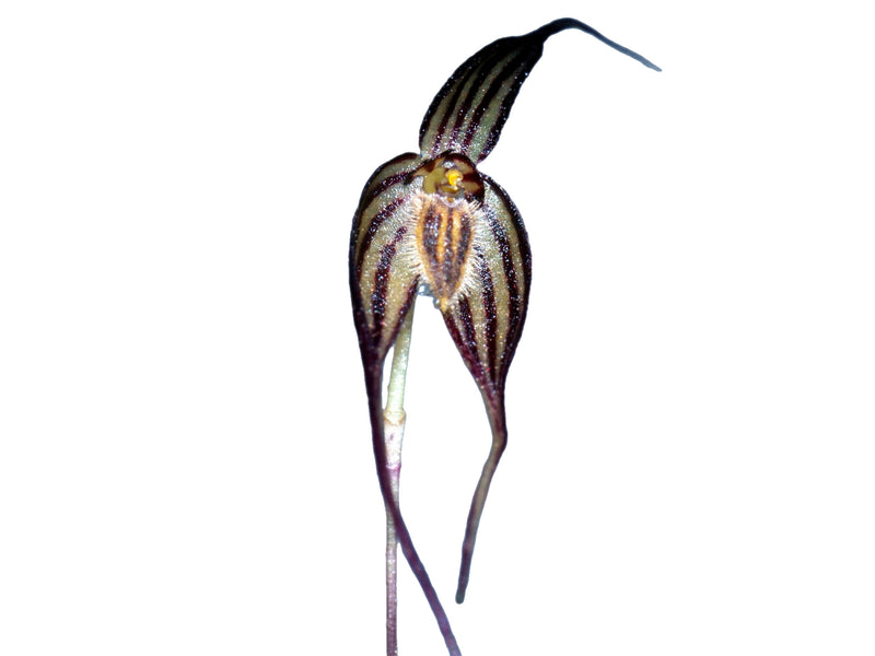 Bulbophyllum odontopetalum