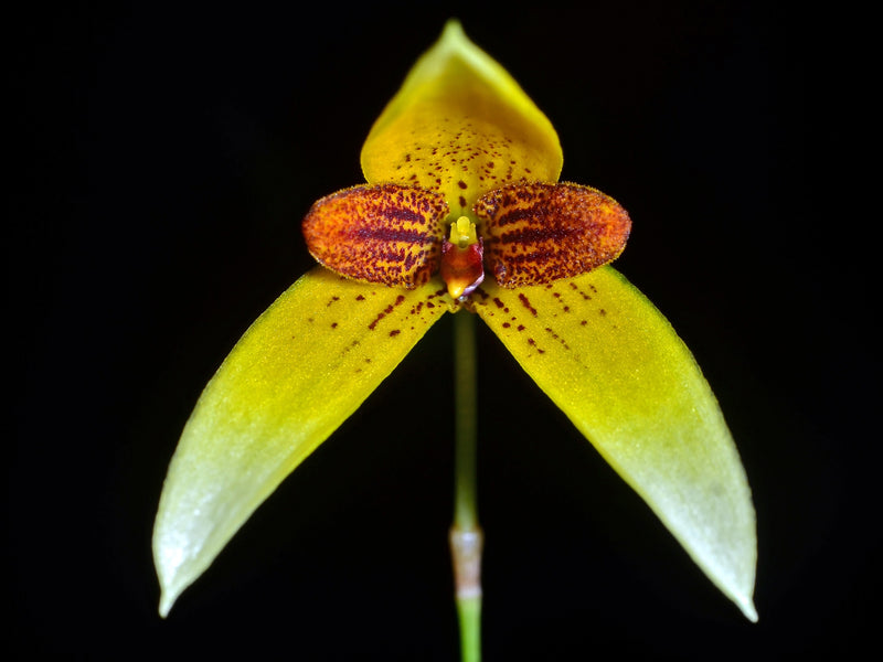 Bulbophyllum pardalotum