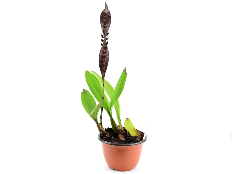 Bulbophyllum purpureorhachis