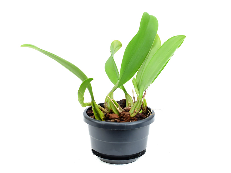 Bulbophyllum rothschildianum