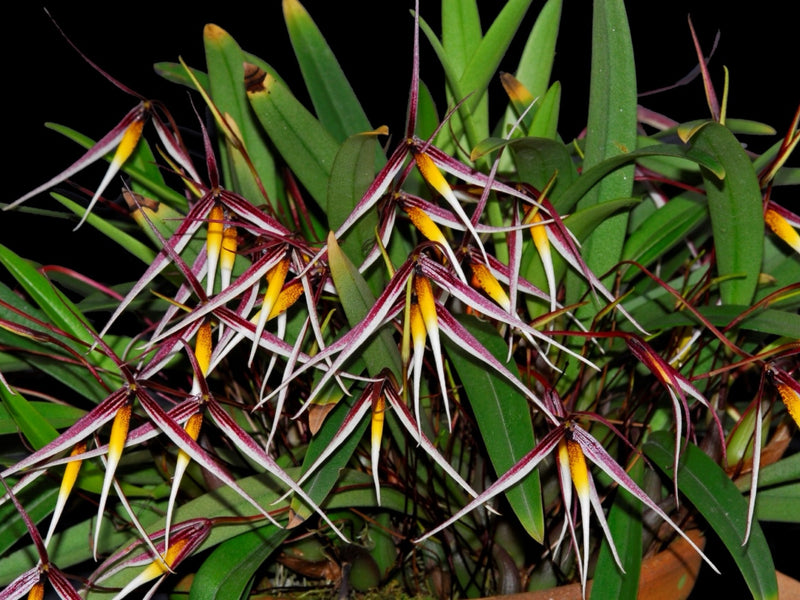 Bulbophyllum speciosum