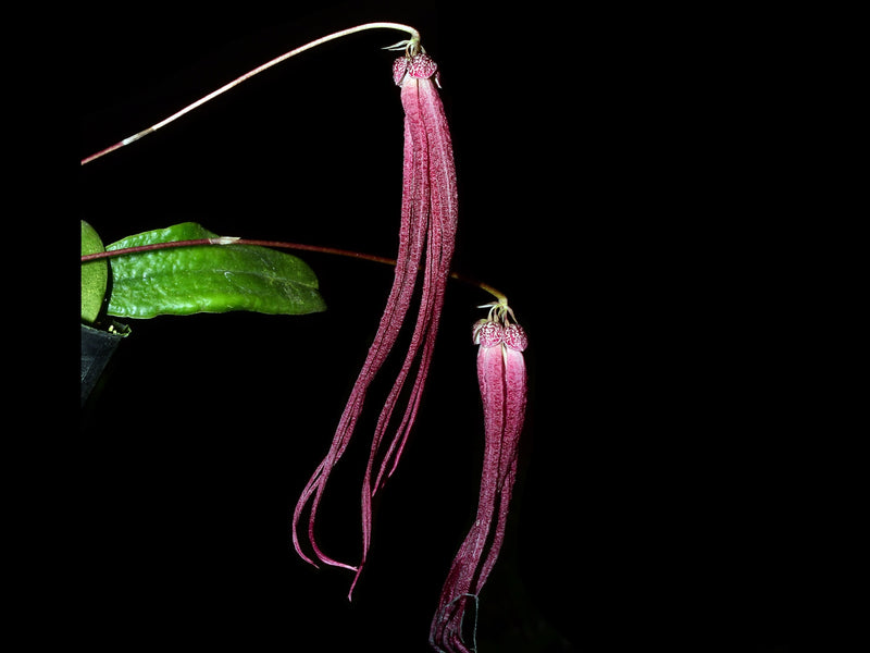 Bulbophyllum treschii
