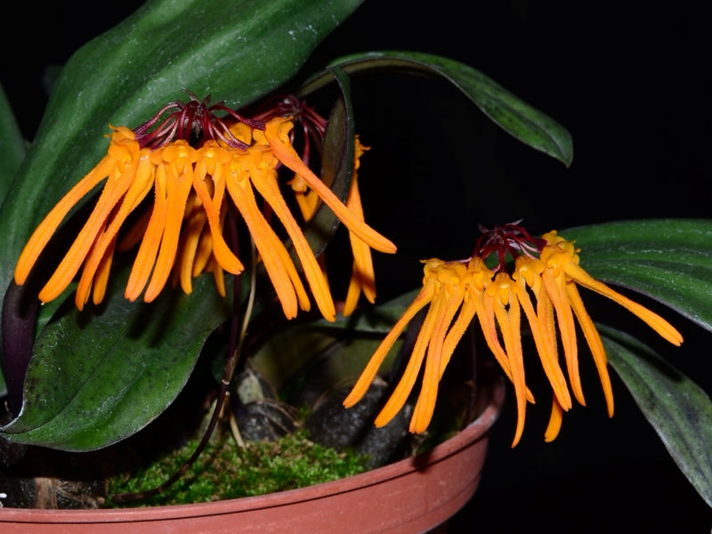 Bulbophyllum trongquyetii