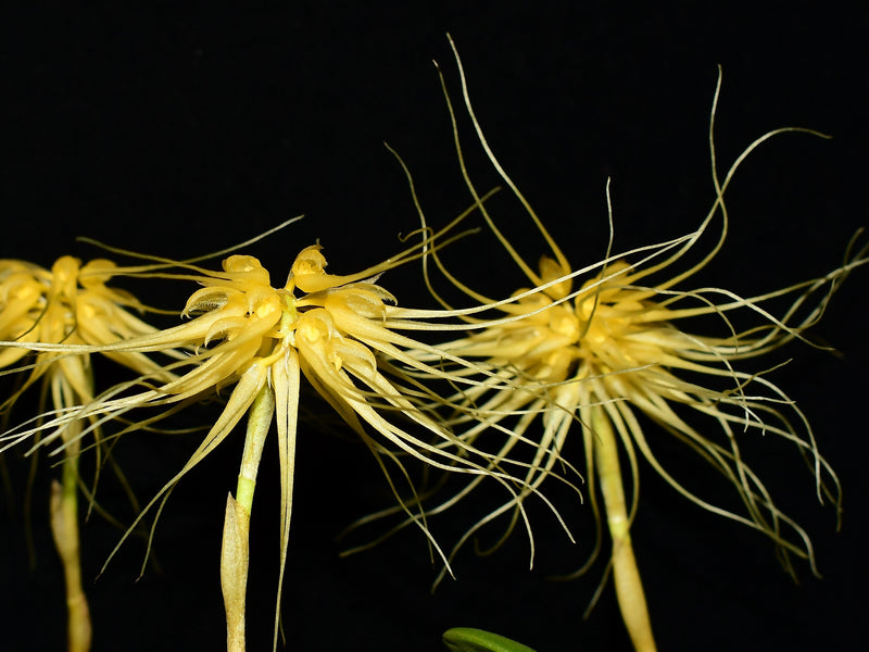Bulbophyllum vaginatum