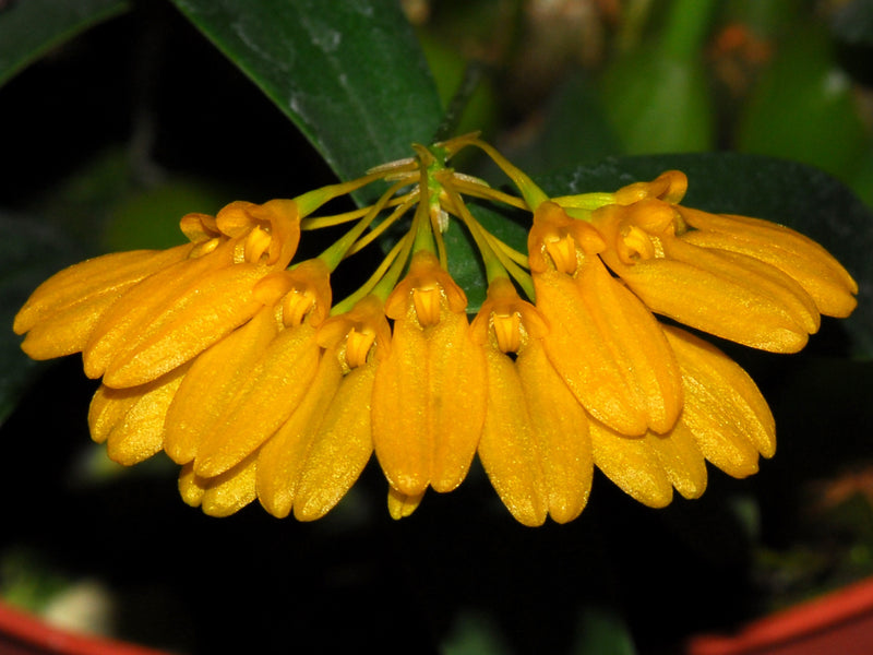 Bulbophyllum vietnamense