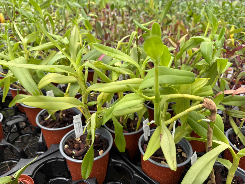 Epidendrum geminiflorum