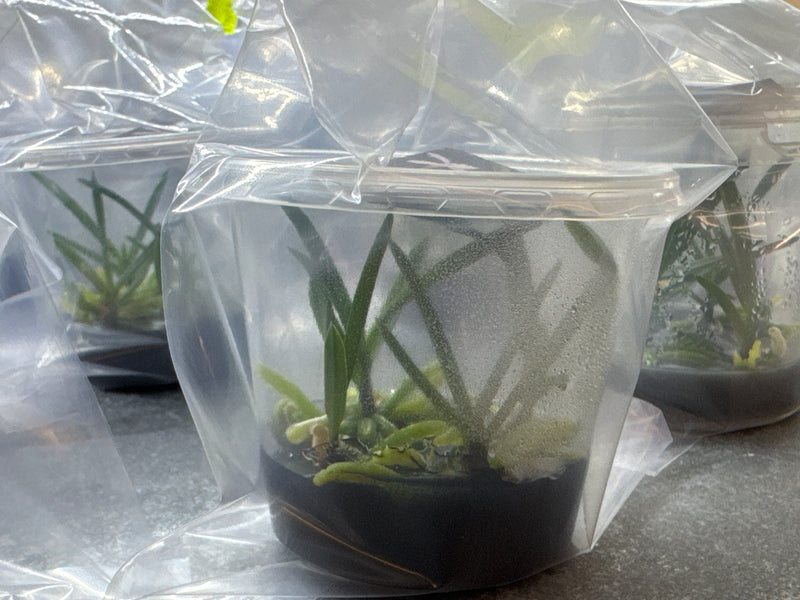 Vanda falcata 'shutenno' OP in vitro