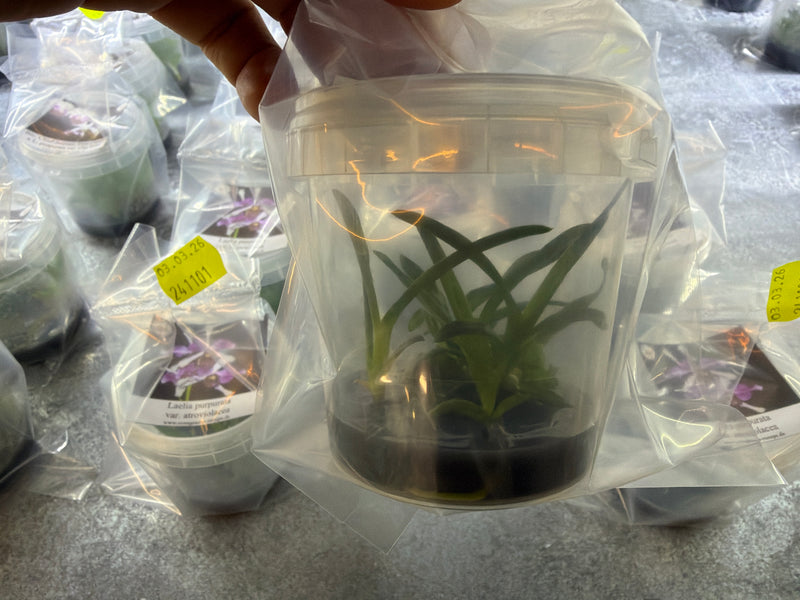 Laelia purpurata var. atroviolacea OP in vitro
