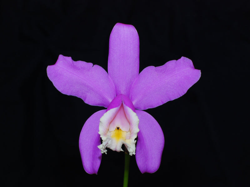 Cattleya harrisoniana (5 cm Topf)