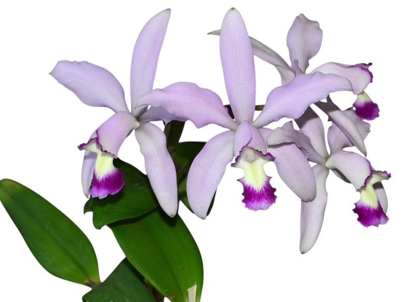 Cattleya intermedia (f. semialba coerulea) (5 cm Topf)