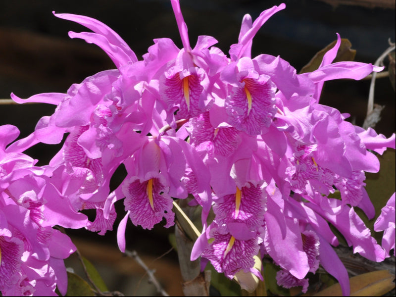 Cattleya maxima (5 cm Topf)