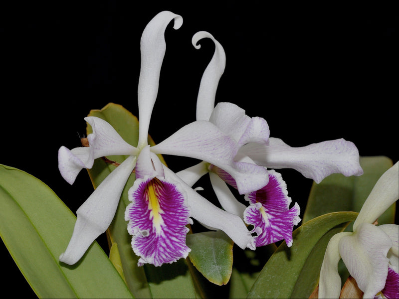 Cattleya maxima f. semialba  (5 cm Topf)